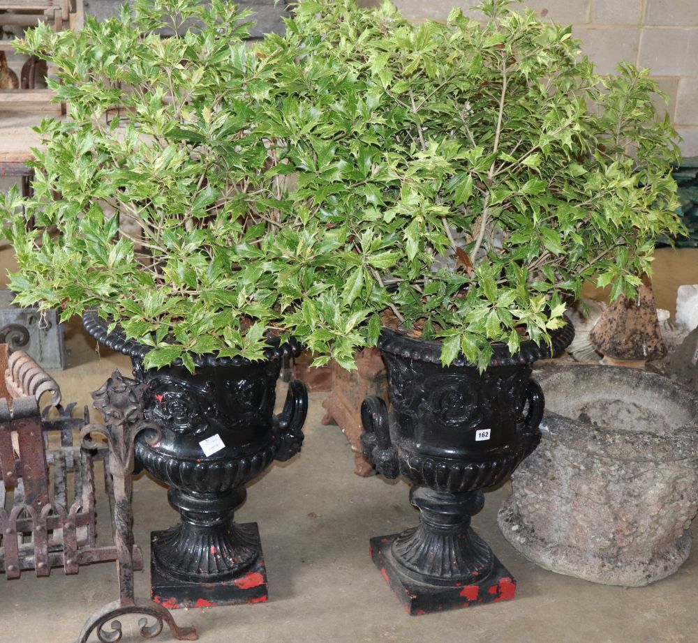 A pair of Victorian black painted cast iron two handled campana shaped garden urns, together with the planted Goshiki (false holly)